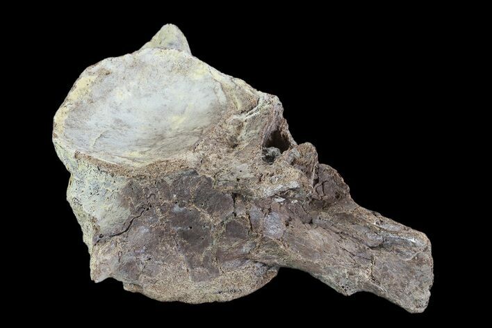 Tall Mosasaur (Platecarpus) Caudal Vertebra - Kansas #93758